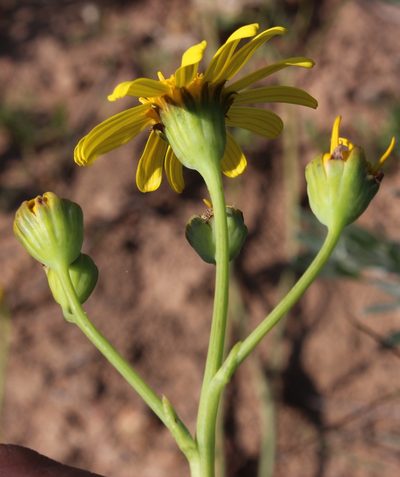 Othonna macrophylla, photographed by Tony Rebelo