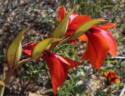 Gladiolus equitans, photographed by Tony Rebelo