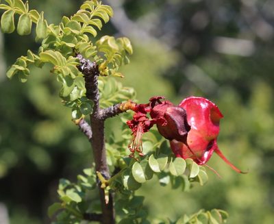 Erythrophysa alata, photographed by Tony Rebelo