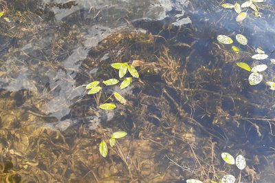 Potamogeton amplifolius, photographed by Quinten Wiegersma