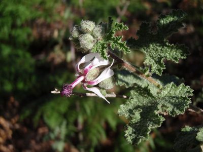 Anisodontea reflexa, photographed by Nicola van Berkel