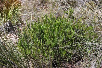 Xiphotheca rosmarinifolia, photographed by Charles Stirton