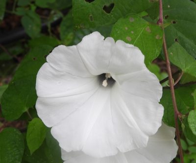 Ipomoea scopulorum, photographed by Francisco Farriols Sarabia