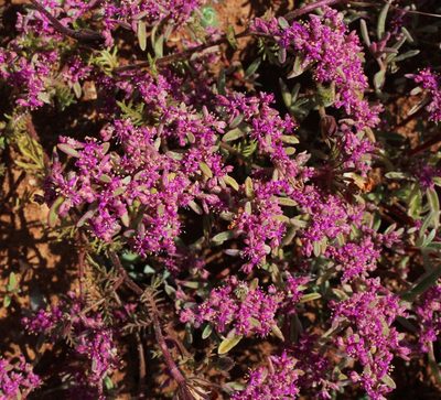 Aizoon papulosum, photographed by Tony Rebelo