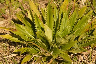 Eryngium serra, photographed by Andrea Gantzer