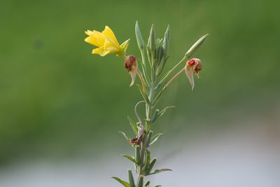Oenothera elata, photographed by Jonathan Eisen