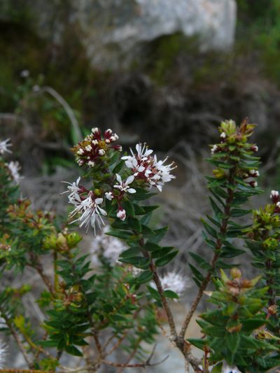 Agathosma ciliata, photographed by Tony Rebelo