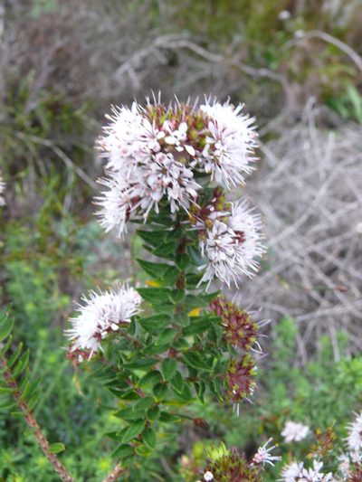 Agathosma ciliata, photographed by Tony Rebelo