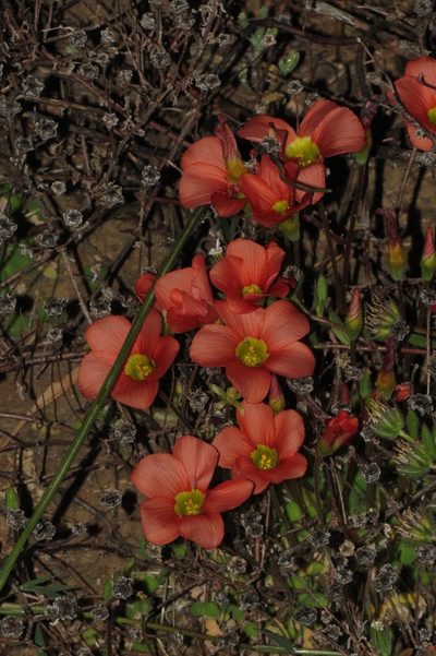 Oxalis inaequalis, photographed by Brian du Preez