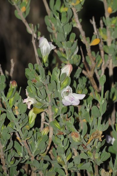 Pogonospermum robustum, photographed by Brian du Preez