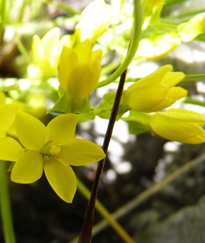 Sebaea sulphurea, photographed by Di Turner