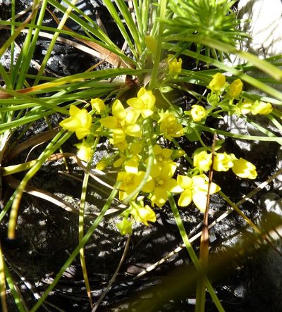Sebaea sulphurea, photographed by Di Turner