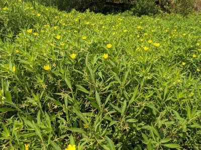 Ludwigia hexapetala, photographed by Will Sides