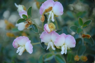 Ammodendron bifolium, photographed by Charles Stirton