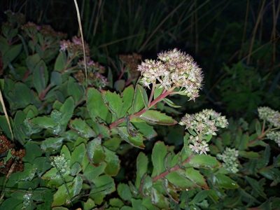 Hylotelephium telephioides, photographed by the swamp ass