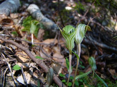 Pterostylis alobula, photographed by Lisa Bennett