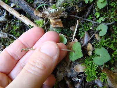 Acianthus sinclairii, photographed by Lisa Bennett