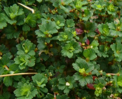 Cliffortia dentata, photographed by Tony Rebelo