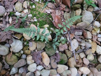 Anisocampium niponicum, photographed by Antonia Bookbinder