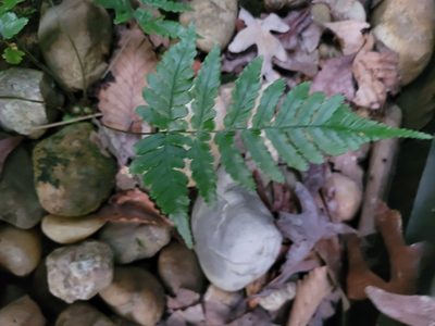Dryopteris erythrosora, photographed by Antonia Bookbinder