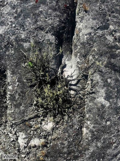 Staavia pinifolia, photographed by Chris Vynbos