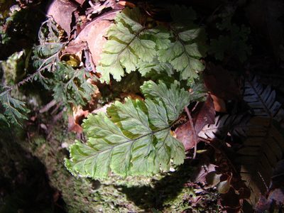 Hymenophyllum scabrum, photographed by Lisa Bennett