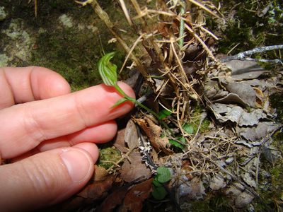 Pterostylis trullifolia, photographed by Lisa Bennett