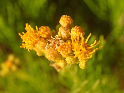 Ericameria arborescens, photographed by George Williams