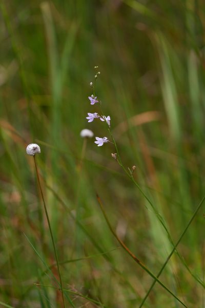 Lobelia canbyi, photographed by Bonnie Semmling