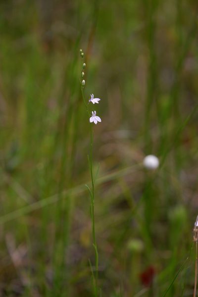 Lobelia canbyi, photographed by Bonnie Semmling