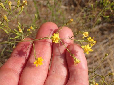 Gutierrezia californica, photographed by George Williams