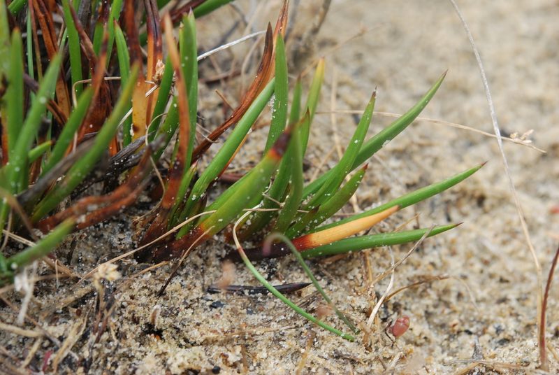 Ficinia echinata, photographed by Charles Stirton