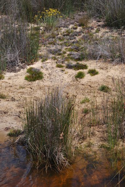 Ficinia echinata, photographed by Charles Stirton