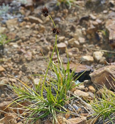 Carex haydeniana, photographed by Steve Matson