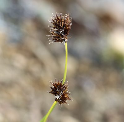Carex haydeniana, photographed by Steve Matson