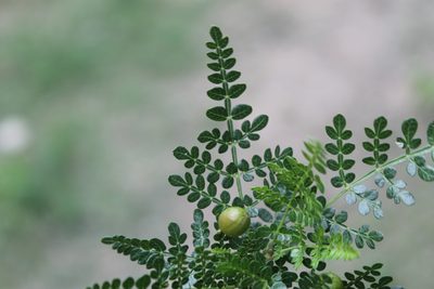 Bursera bipinnata, photographed by Viacheslav Shalisko