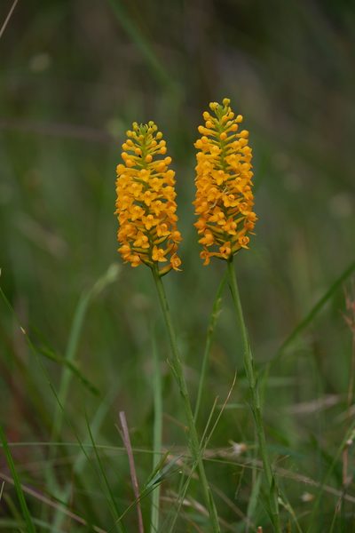 Platanthera integra, photographed by Bonnie Semmling