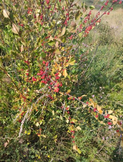 Ribes diacantha, photographed by Юлия