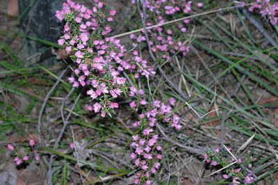 Boronia ledifolia, photographed by Gary Williams