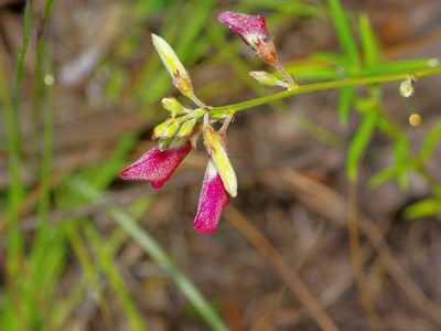 Tephrosia onobrychoides, photographed by Michelle W. （鍾偉瑋）