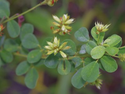 Lespedeza hirta, photographed by Michelle W. （鍾偉瑋）