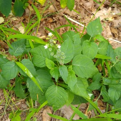 Circaea canadensis, photographed by Mark Apgar