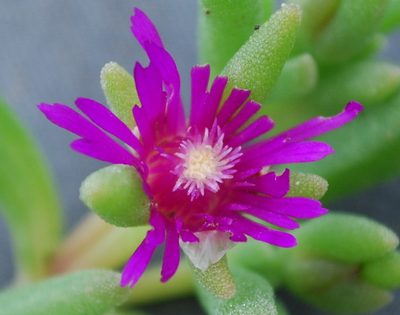 Delosperma saturatum, photographed by Charles Stirton