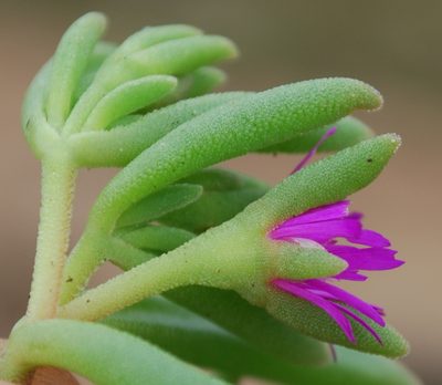 Delosperma saturatum, photographed by Charles Stirton