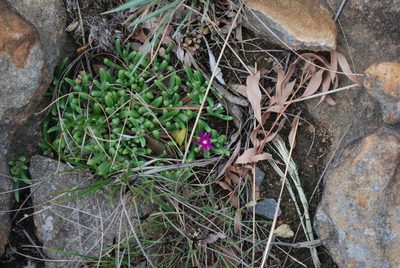 Delosperma saturatum, photographed by Charles Stirton