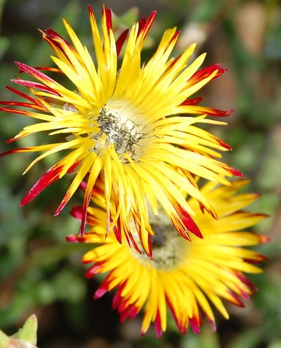Drosanthemum hallii, photographed by Charles Stirton