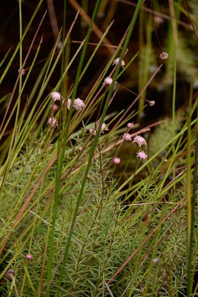 Sclerolepis uniflora, photographed by Bonnie Semmling
