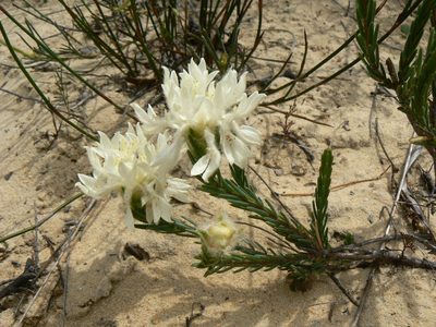 Lachnaea eriocephala, photographed by Jacques van der Merwe