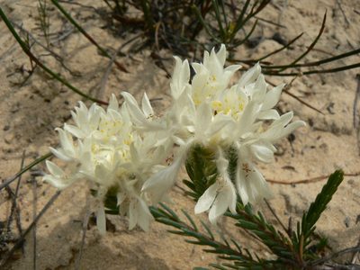 Lachnaea eriocephala, photographed by Jacques van der Merwe
