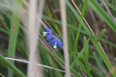 Polygala serpyllifolia, photographed by Lars Willighagen
